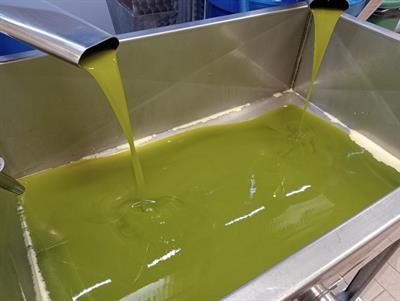 Olio extravergine di oliva