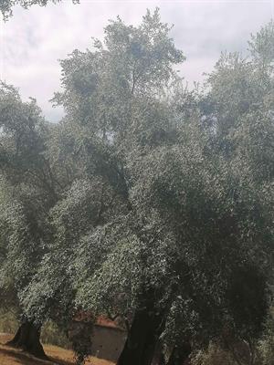 Olio extravergine di oliva biologico - Foto 4
