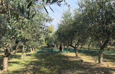 Olio extravergine di oliva biologico - Foto 3