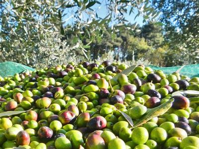 Olio extravergine di oliva biologico - Foto 2