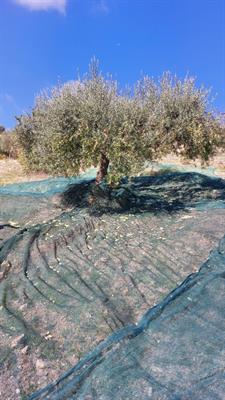 Olio Extravergine di Oliva - Ottobre 2022 - Sicila