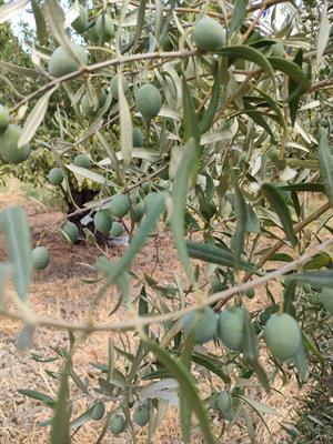 Olio Extravergine di Oliva Biologico