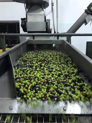 Olio extravergine di oliva biologico - Foto 5